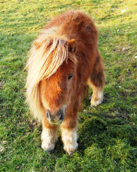miniature shetland pony allthingsnicelife