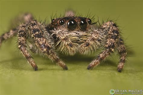 jumping spider  house