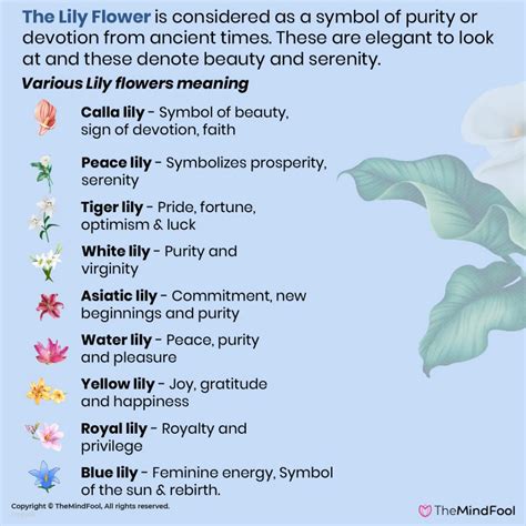 lily flower meaning lily symbolism   lilies symbolize calla