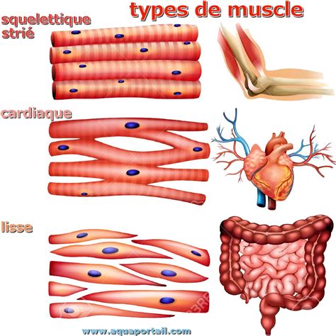 muscle strie definition illustree  explications