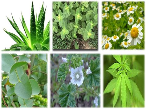 las 15 mejores plantas medicinales en méxico