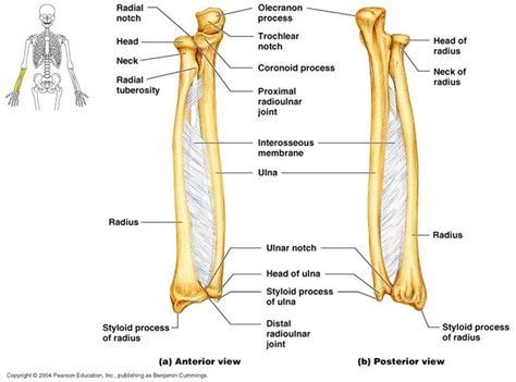 anterior  posterior view   radial  ulnar bones anatomy bones human anatomy