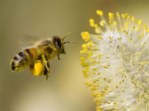 amazing world pollen  dust  life