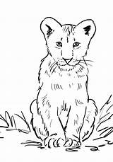 Cub Realistic Samanthasbell sketch template