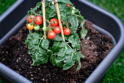 tomaten pflanzen im topf anbau und pflege