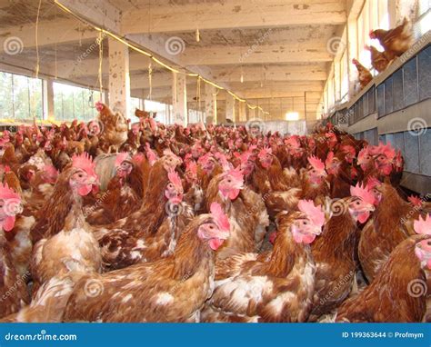 poultry chicken organic farm eggs chickens  traditional range poultry farm chickens