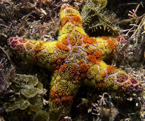 starfish   cool starfish     bawley point grant