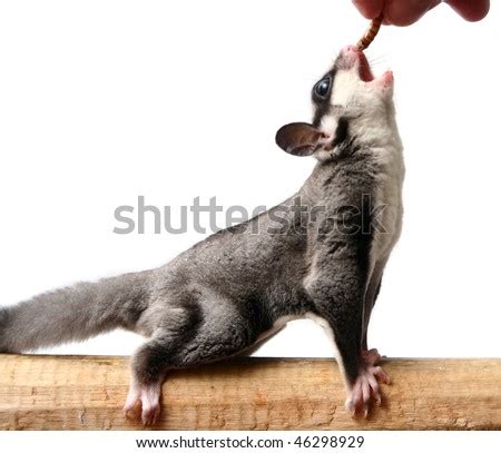 sugar glider stock  images pictures shutterstock