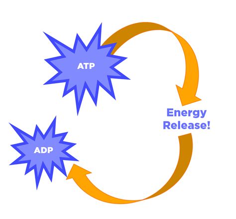 obtaining  transforming energy role  atp expii