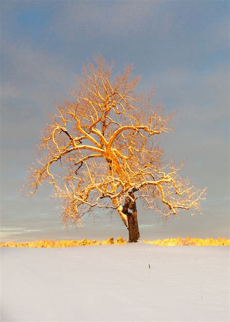 tree  gold  yesterdays snow     morning flickr