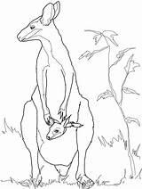 Animal Wallaby Australian Coloring Template Kangaroo Pages Templates Animals Rock Drawing Outline Colouring Baby Drawings Printable Kids Crafts Mother Online sketch template