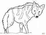 Hyena Iena Kolorowanki Aardwolf Afryki Supercoloring Kolorowanka Druku Coloringbay Protel Pack Mammiferi Coloring4free Adulti sketch template