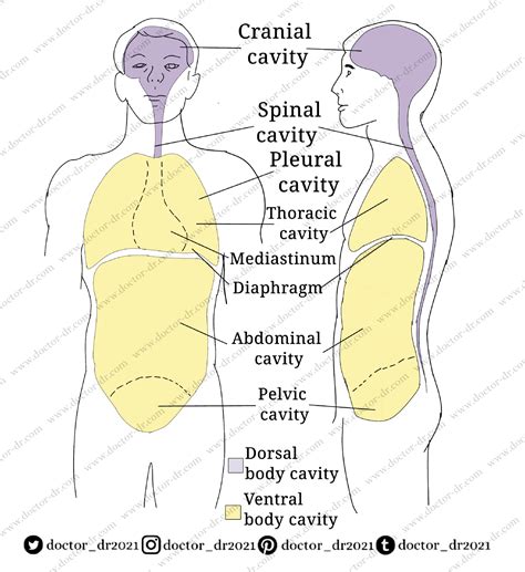 body cavities chest cavity anatomy  body cavities anatomy