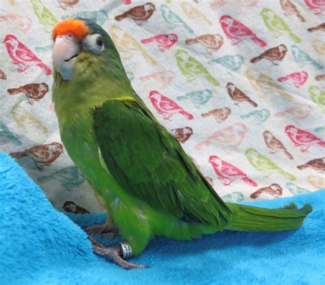 Half Moon Conure 138319 For Sale In Broadview Heights Oh