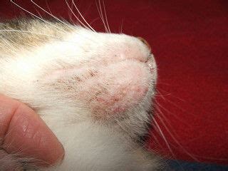 rid  cat acne treatments  symptoms