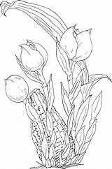 Tulipas Bonitas Tulipe Tudodesenhos Coloringfolder sketch template