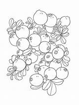 Coloring Pages Blueberries Cowberry Printable Blueberry Template Berries sketch template