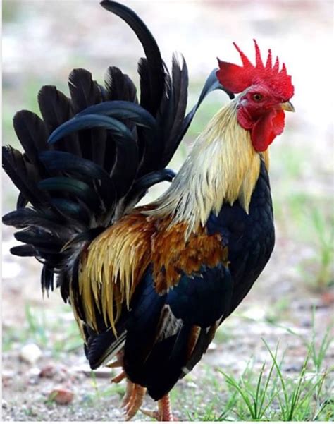 pin de sannie cook em roosters galinhas  galos galo aves belas