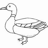 Mallard Canard Ducks Coloriages Freeprintablecoloringpages Paintingvalley Desenho sketch template