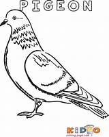 Pigeon Kidocoloringpages Kid sketch template