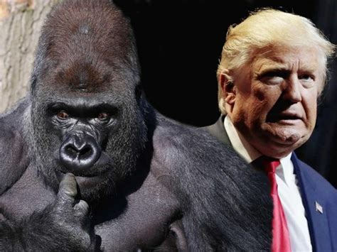 dont insult gorillas  comparing   donald trump