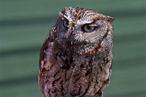 western screech owl birds wildlife photography  martin eager