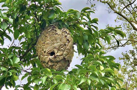 Is This An ‘asian Giant Murder Hornets’ Nest In My Neighborhood