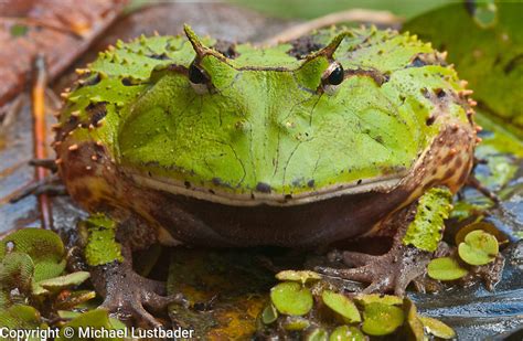 amazon horned frog ceratophrys cornuta michael lustbader photography