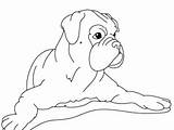 Boxer Coloring Pages Dog Puppy Spread Hand His Printable Color Getcolorings sketch template