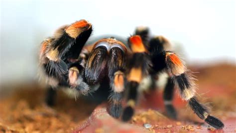 mexican red knee tarantula brachypelma smithi female stock footage