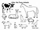 Farm Animals Coloring Animal Pages Printable Print Zoo Color Preschool Baby Equipment Kids Arctic Labeling Tundra Drawing Jam Clipart Realistic sketch template