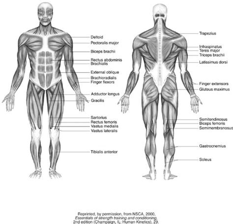 muscular system drawing  paintingvalleycom explore collection