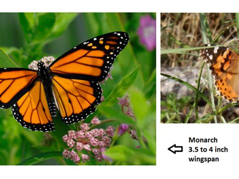 western monarchs  spring report