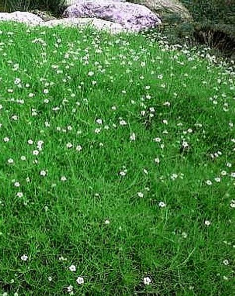 irish moss  seeds sagina perennial hirts gardens