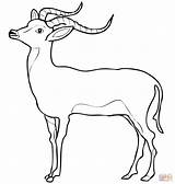 Impala Coloring Pages Gazelle Printable Color Antelope Drawings Results Gazelles sketch template