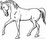 Pferd Pferde Malvorlage Tiere sketch template