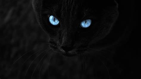 dark cat  rwallpaper