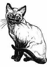Katze Ausdrucken Ausmalbilder Herunterladen Abbildung sketch template