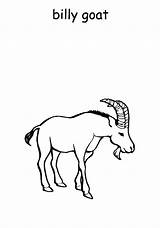 Coloring Goat Billy Goats sketch template
