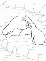 Polare Orso Cucciolo Polar Orsi Polari Cuccioli sketch template