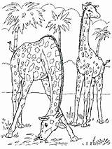Coloring Pages Animals Wildlife Safari Animal Printable Wild Realistic Farm Baby Print Color Getcolorings Getdrawings Colorings Adults Zoo sketch template