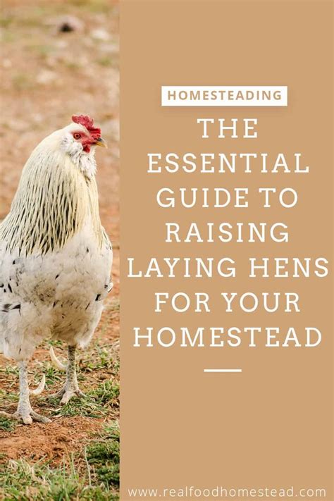 are you thinking of adding laying hens to your homestead we answer 10