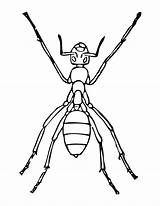 Ant Ameise Insects Malvorlage Ausmalbild sketch template