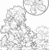Oak Tree Drawing Line Getdrawings sketch template