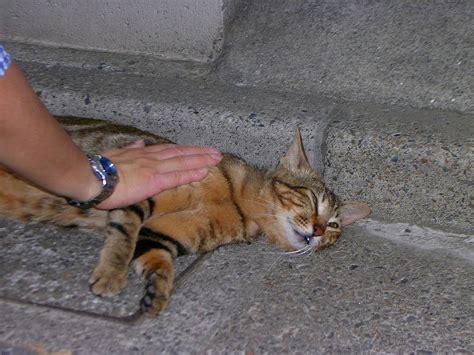 触らせてくれた猫 町猫 旅猫 猫は何処にでもいるよ