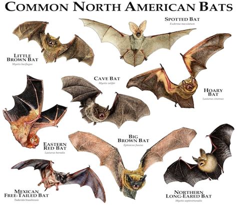 common bats  north america poster print etsy