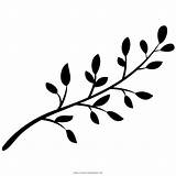Ramo Folha Monochrome árbol Hoja Pngwing Twig Floral Barley Ultracoloringpages sketch template