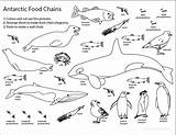 Chain Food Coloring Antarctic Pages Sheet Antarctica Web Printable Science Drawing Animals Activity Ocean Kids Chains Sheets Color Teaching Life sketch template