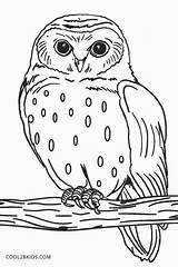 Snowy Cool2bkids Owls sketch template