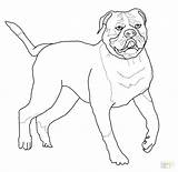 Bulldog Coloring American Pages Drawing Printable Mastiff English French Bulldogs Para Kleurplaat Dog Puppy Americano Colorir Old Desenhos Color Desenho sketch template